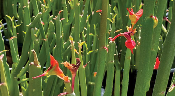 Plant of the Month